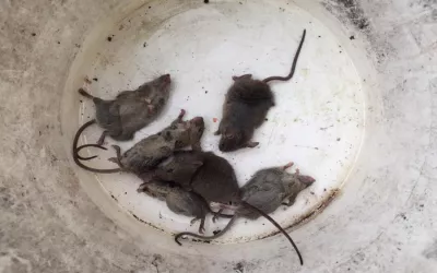 Уничтожение крыс на складе в Ликино-Дулёво